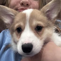 Pembroke Welsh Corgis from OVR Corgis