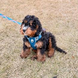 Moby - Tri-color male Bernedoodle puppy in Anchorage, Alaska from Cascade Country Doodles