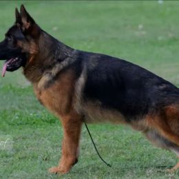 Gnash - German Shepherd