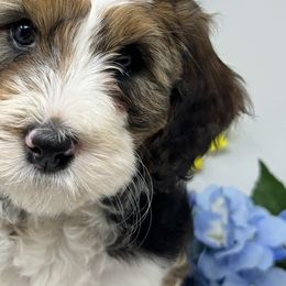 Bernedoodles from Doodle Heaven