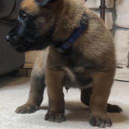 Belgian Malinois Puppies from Tactimal K9 Kennels