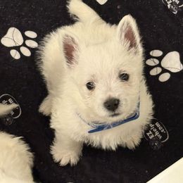 Boy 3 - White male West Highland White Terrier puppy in Red Rock, Texas from Alchemy Farms