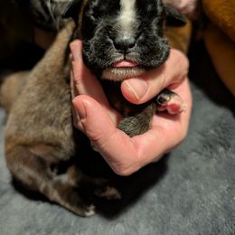 Piper - Fawn female Boxer puppy in Wellington, Ohio from Brinkhaven Boxers