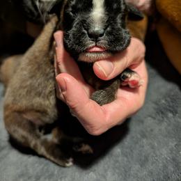 Piper - Fawn female Boxer puppy in Wellington, Ohio from Brinkhaven Boxers