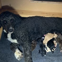 Willow - Bernedoodle