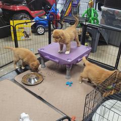 Nova Scotia Duck Tolling Retriever Puppies from Mystic Tollers