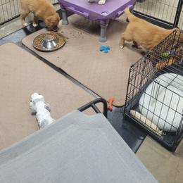 Nova Scotia Duck Tolling Retriever Puppies from Mystic Tollers