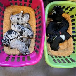 Aussiedoodle Puppies from Happy Hippy Doodles