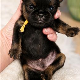 Yellow - Black and tan female Brussels Griffon puppy in Welch, Minnesota from Baringer Brussels