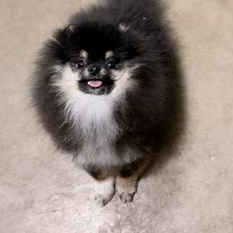 Peanut - Pomeranian