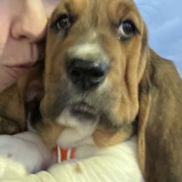 Basset Hounds and Beagles from Mayberry Acres Beagles and Basset Hounds