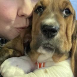Basset Hounds and Beagles from Mayberry Acres Beagles and Basset Hounds