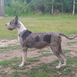 Gemini - Great Dane
