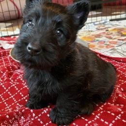 Scottish Terrier Puppies from Afton Scottish Terriers