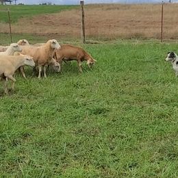 Australian Shepherd All Grown Up from Marvelled Aussies
