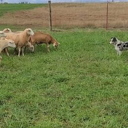 Australian Shepherd All Grown Up from Marvelled Aussies