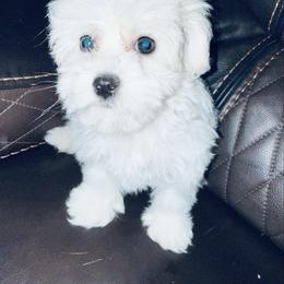 Snowball - White and lemon female Mal-Shi puppy in Tampa Bay, Florida from Woodpecker Ridge Pups