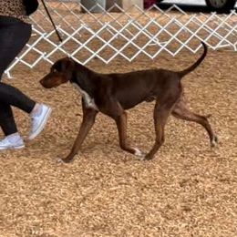 Catahoula Leopard Dog All Grown Up from 7Sins catahoulas