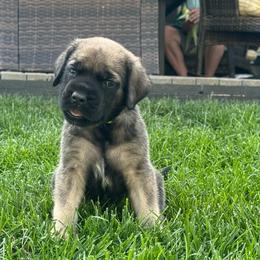 Loretta - Fawn female Mastiff puppy in Sioux Falls, South Dakota from Clearbrook Mastiffs
