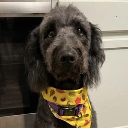 Goldendoodles from Blooming Doodles