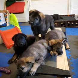 German Shepherd Puppies from Evansstadt German Shepherds