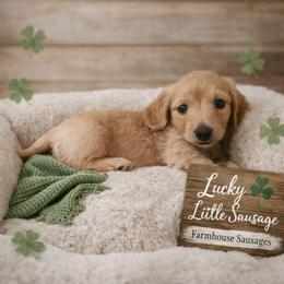 Arrow - Cream male Dachshund puppy in Nashville, Tennessee from Farmhouse Sausages - Located in TN delivers all over US including California