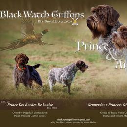 Wirehaired Pointing Griffon puppies from Black Watch Griffons