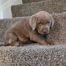 Blitzen - Silver male Dilute Retriever puppy in New Providence, Pennsylvania from Southernend Silvers
