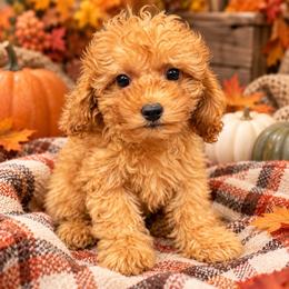 Teddy-ToyF1bb - Red male Cavapoo puppy in Warrensburg, Missouri from Supreme Doodles