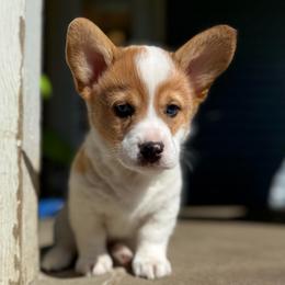 Bluey - Sable male Pembroke Welsh Corgi puppy in Grand Rapids, Michigan from Corgi Love Tales