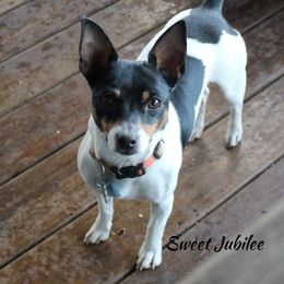 Jubilee - Teddy Roosevelt Terrier