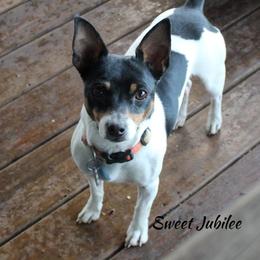 Jubilee - Teddy Roosevelt Terrier
