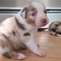 Cruzan Boy 1 - Red merle male Australian Shepherd puppy in Solon, Maine from Mountain Range Australian Shepherds