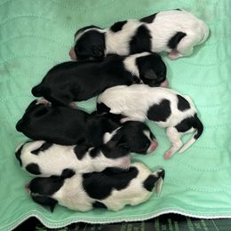 Havanese Puppies from Alchemy Havanese