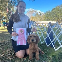 Basset Fauve de Bretagne and German Wirehaired Pointer Puppies from Afterhours German Wirehaired Pointers and Basset Fauve de Bretagne