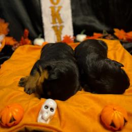 Rottweiler Puppies from VHWilliamsRottweilers