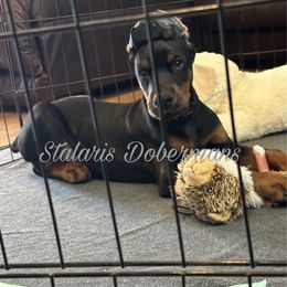 Black Collar male - Black and rust male Doberman Pinscher puppy in North Judson, Indiana from Stalaris Dobermans