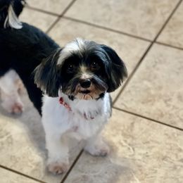 Goody - Havanese