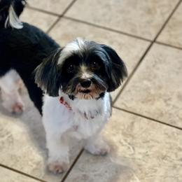 Goody - Havanese