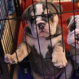 English Bulldog Puppies from Raise The Woof Bulldogs