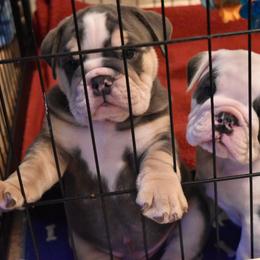 English Bulldog Puppies from Raise The Woof Bulldogs