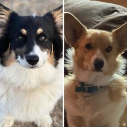 Pembroke Welsh Corgi puppies from Newton Hay & Cattle