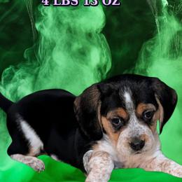 Nova (pink) - Black tan and white female Beagle puppy in Trail, Oregon from Jennifer Knapp's AKC Beagles