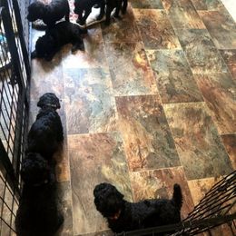 Poodle Puppies from Family Standards Texas