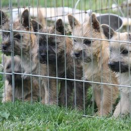 Cairn Terriers and Welsh Terriers from Gweneviere terriers
