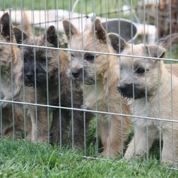 Cairn Terriers and Welsh Terriers from Gweneviere terriers
