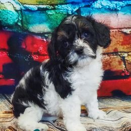 Cavapoo Puppies from Panda Puppies