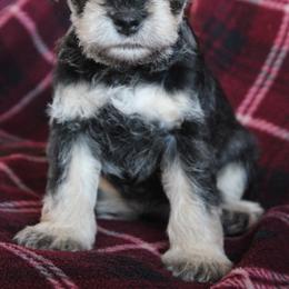 Sammy - Salt and pepper male Miniature Schnauzer puppy in Richardton, North Dakota from Crooked Tree Ranch