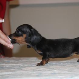 Skittles - Black and tan female Dachshund puppy in Okeechobee, Florida from Far Far Away Dachshunds