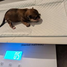 Male 1 - Liver and white male Shorkie puppy in Winters, California from Northern CA Shorkies